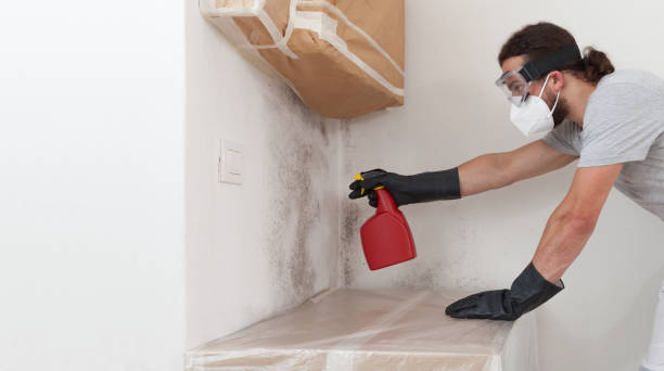 Professional Black Mold Remediation technician working in Colonia, NJ