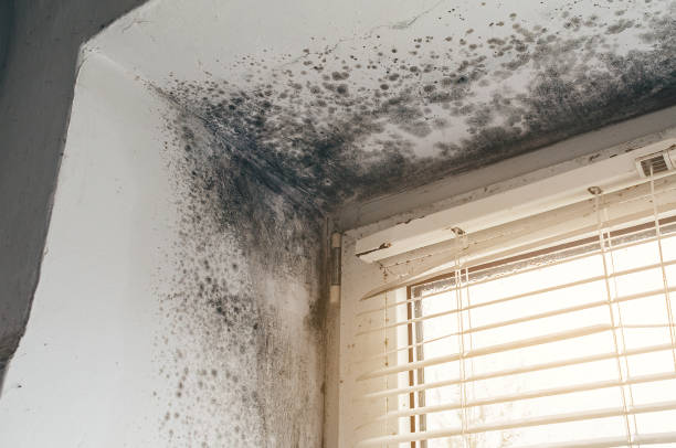 Affordable Black Mold Remediation solutions in Colonia, NJ